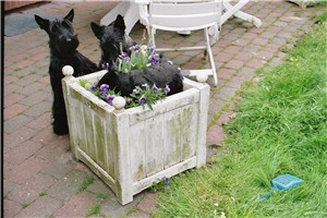 Drei Hunde ein Gedanke.